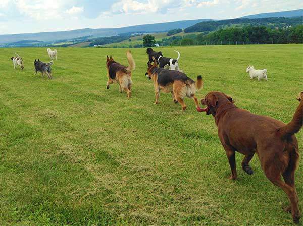 nature of the dog boarding